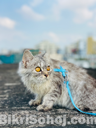 Persian Cat
